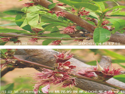 阿克苏噻苯隆介绍叶面肥什么时候使用较好