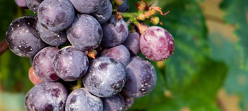   阿克苏葡萄专用型噻苯隆的喷在果树上的作用